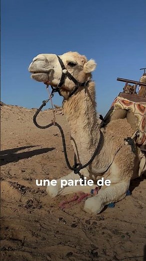 Les dromadaires bavent pour charmer les femelles ! #apprendre #insolite #animaux