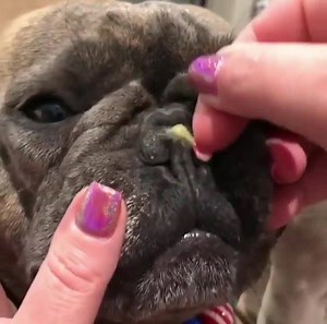 401 reactions · 80 shares | Don't let your dog's nose stay dry, cracked, or crusty.  Get Snout Soother now and in just days your pup’s nose will be soothed, softened, and rejuvenated. | Natural Dog Company | Facebook