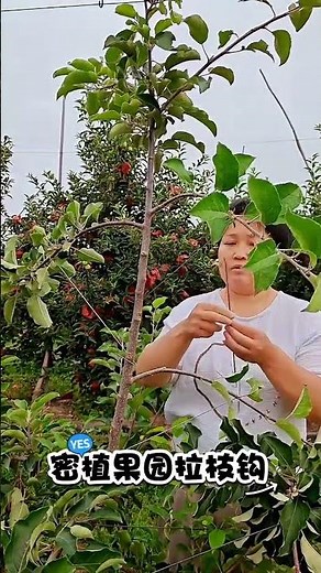 Fruit Tree Branch Pulling Tool | Smart Orchard Management Made Easy🍎 #FruitTreeTraining#FruitFarming