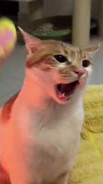 ١٧ يناير ٢٠٢٦