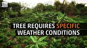 20K views · 128 reactions | Chocolate your favorite Halloween candy? You have the weather to thank  | The Weather Channel | Facebook