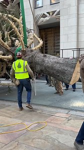 Installing the Rockefeller Center Christmas tree takes time, but the end result will be worth the wait—soon to shine bright for the holiday season!🎄☃️✨🎅 #nyc #newyorkcity #newyork #Christmas #christmastree #Rockefeller #nyctree | New York Story
