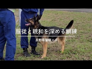 長野県警察警察犬｜服従と親和を深める訓練