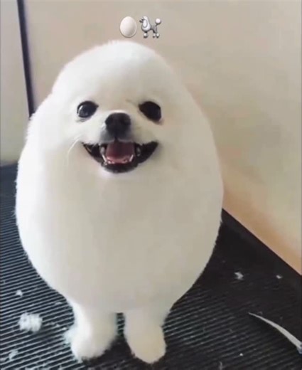 Dogs! | Business on Instagram: "Day 518: You’re carrying more light than you realize! ❤️❤️🥚🐩 Use code “EGG365” for 10% off your order of 🥚🐩 Merch! Thank you so much ❤️ Dogs are fascinating and beloved companions, known for their loyalty and varied abilities. Here are three interesting facts about dogs: Domestication History: Dogs were the first species to be domesticated by humans, more than 15,000 years ago, and possibly as far back as 40,000 years ago. They evolved from wolves, and this do