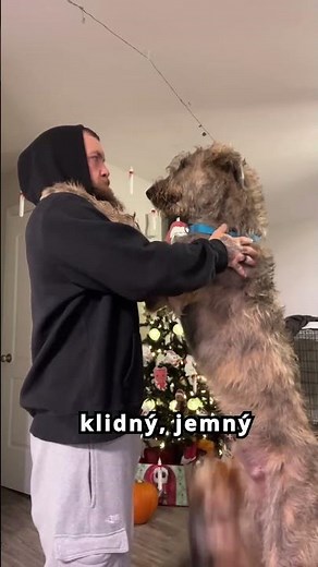 Irský vlkodav – obrovský pes s obrovsky mírnou povahou 🐶✨ #mazlíček #psi