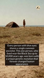 295K views · 4.2K reactions | Blue eyes are a surprisingly recent development in human history. | Revealed | Facebook
