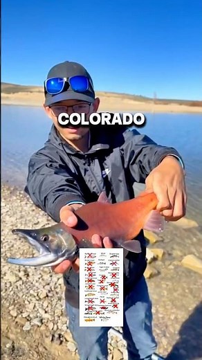 CACHING EVERY FISH IN COLORADO PART 19: KOKANEE SALMON 🍣 👀 #colorado #fishing #salmon #kokanee