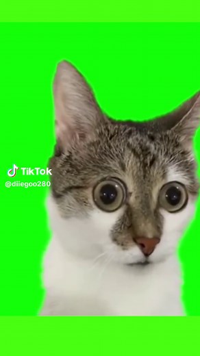 Gato Assustado Cat Meme Video - Greenscreen Ghost Scare