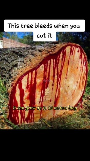 The Bloodwood Tree: Nature's Strange Phenomenon