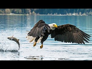 Eagle Documentary | The King of the Sky | Powerful Hunting, Life Cycle & Facts