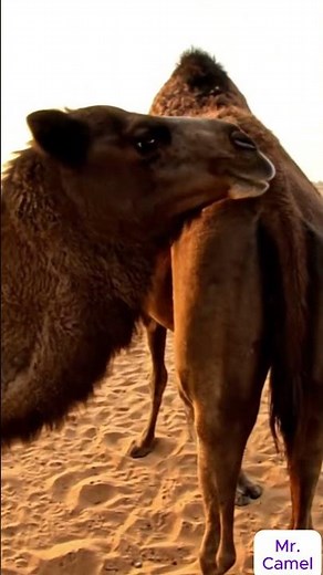 Camel mating and breeding scene 4
