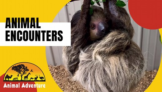 Hang with our Two-Toed Sloth Family in our Sloth Encounter Program! Meet and speak with our sloth keepers for Sloth 101 inside our sloth exhibit! Before meeting and getting hands-on with our sloths, you will learn just how amazing these animals are! Participants will be able to get face to face, hands-on, and even hand feed our resident sloths. Bring your cameras for unforgettable moments! https://theanimaladventurepark.com/products/sloth-encounter | Animal Adventure Park