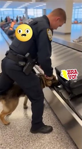 REAL HEROES: Doggos to rescue!!! #viral #doglife #dogcare #pets