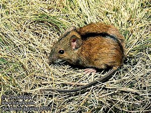 Striped field mouse - Alchetron, The Free Social Encyclopedia