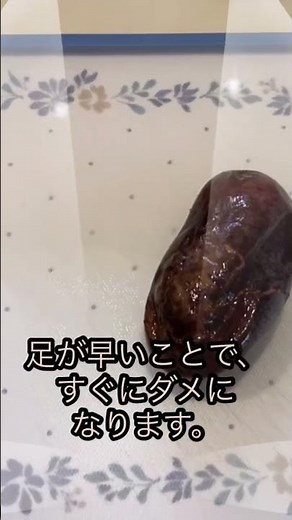 雑種のポポー食べて、種蒔きします。その特性を理解して、育てましょう。 #ポポー