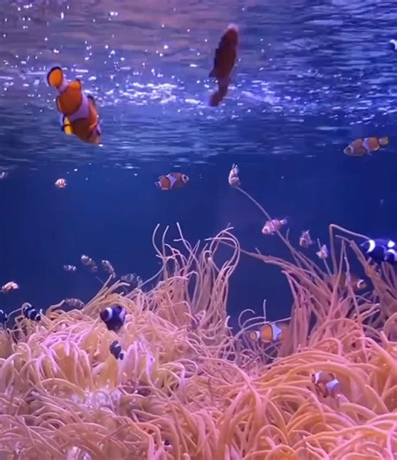 Merlin’s Magic Wand on TikTok