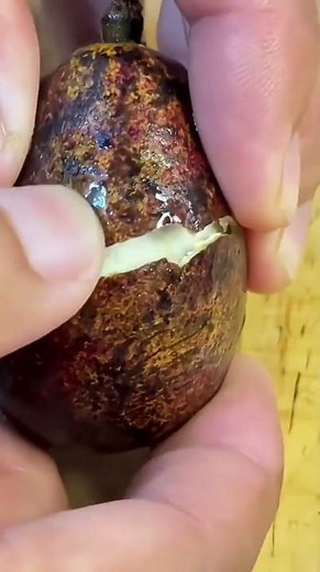 tap with a hammer to open the lychee fruit quickly and very easily then eat it together #fruit #food