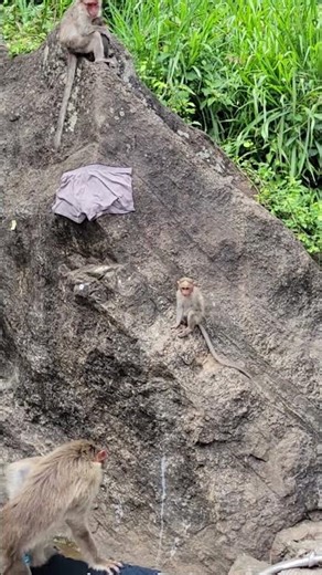 Monkeys @Courtallam | #Shorts | Cool Places