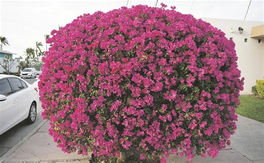 La bugambilia es la reina que llena de bellos colores los jardines