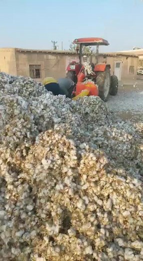 Cotton Harvesting Process Explained with Tractor