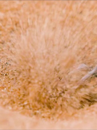 Desert Gladiator Showdown: Wasp vs. Spider | Nature's Unseen Battles