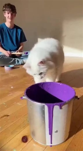 Understanding Your Cat's Angry Behavior