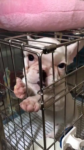 Listen to this bulldog puppy learning to bark! 😁🔊 | LADbible