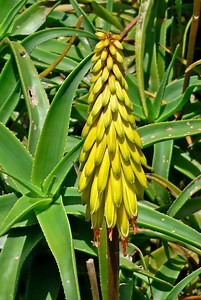 Aloe striatula - Alchetron, The Free Social Encyclopedia