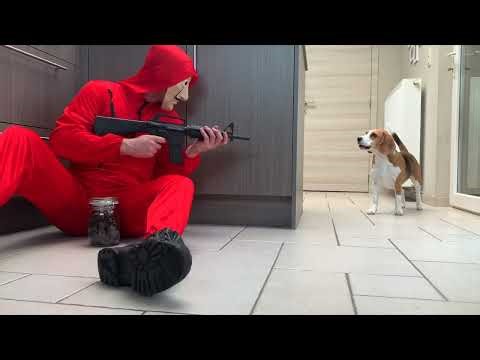 The Best Beagle Dogs Compilation: Funny and Adorable!