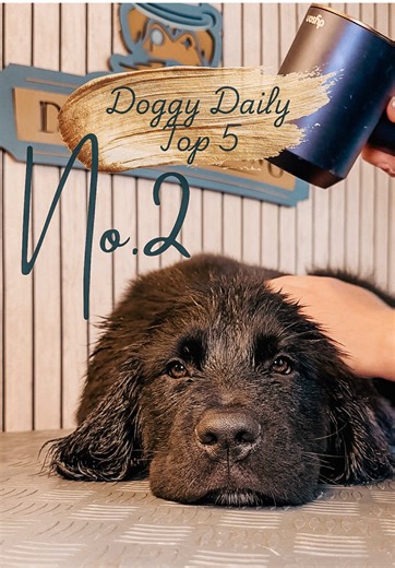 Doggy Daily No.2: Paddy the Newfoundland 🐶✨ • • • • • • #newfoundland #newfie #newfiepuppy #doggrooming