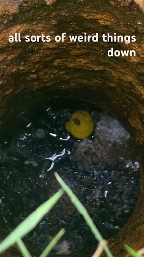 A Rubber Ducky in the Septic?!
