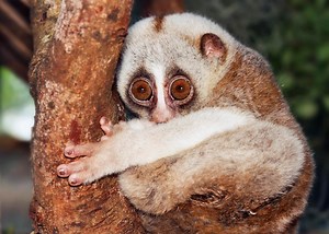 A Nitpicker’s Guide to Venomous and Poisonous Creatures