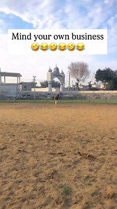 That kick though 😂🤣 #doglife #horse #horsekick #funnyreels #funny | Mario Jamaican