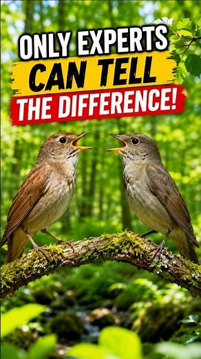 The Twin Nightingales! Can You Hear the Difference? | Bird Song Challenge