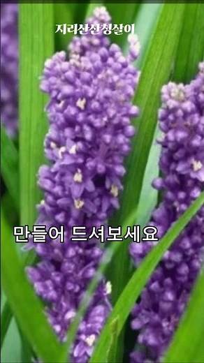 폐 건강 지키는 보약! 맥문동 제대로 먹는 법 🌱천연 기관지 영양제, 맥문동!기침 뚝! 가래 싹! 맥문동의 놀라운 효능