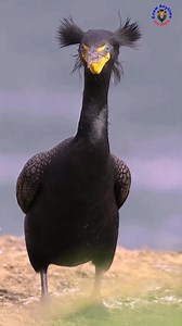 The Great Cormorant is a large waterbird known for its striking appearance and expert fishing skills.It has a long neck, a strong hooked beak, and webbed feet suited for swimming. #greatcormorant #cormorant #birds #cormorantbirds #birdslover #wildlife #viralreels #wildbirds #trendingreel #viralpage #birdsfacts #wildlifeplanet #naturelovers #factsreels #nature #knowanytime | Know Anytime