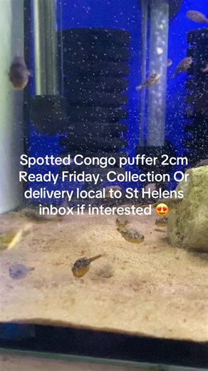 Spotted Congo Puffer Fish for Sale in St Helens