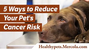 Cancer is a devastating disease. You may be able to help lower your pet’s risk of this condition by doing these five things: | Dr. Karen Becker