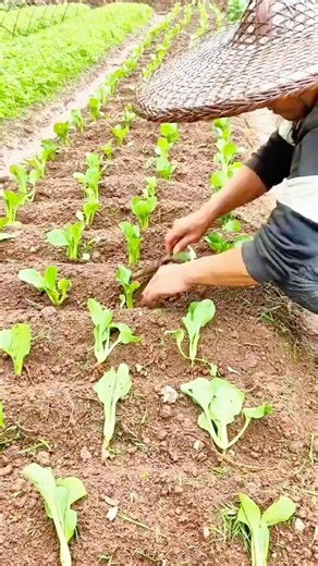 Detailed hand carving wood patterns using traditional tools skillfully
