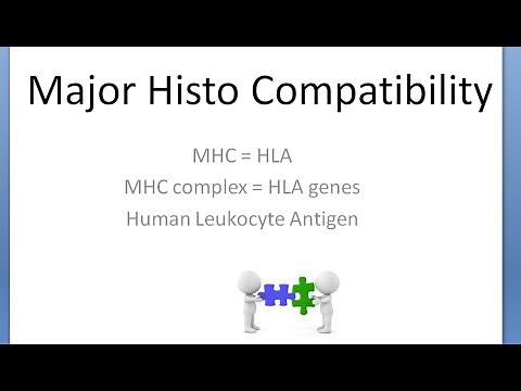 Medicine 089 MHC HLA Human Leukocyte antigen Major HistoCompatibility complex Matching