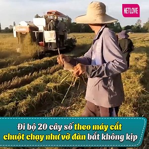314K views · 12 reactions | Quá trời chú tí rồi  ---- Nguồn: Chân Đất Miền Tây Bản quyền được bảo vệ và quản lý bởi MCV Network #MCVNetwork #MCNYoutube #Viber #MCVMedia #MCVTV #ChanDatMienTay #CDMT #NWT #Netbiz | MCV Movie | Facebook
