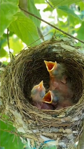 Emotional scene 😪😪 #shortsfeed #animals #shortsviral