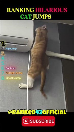 Ranking Hilarious Cat Jumps 💀