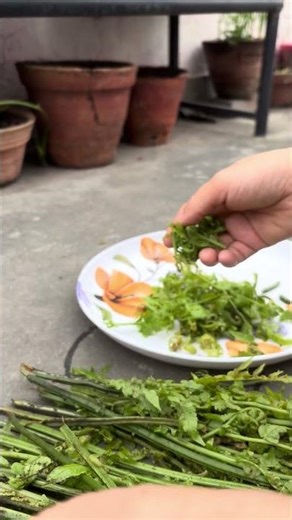 Cleaning the Fiddle Head Fern Before Cooking #countrybeauty #nature #vegetable
