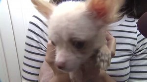 603K views · 6.9K reactions | 35 ADOPTABLE CHIHUAHUAS: They were rescued after living in one room infested with fleas, but they are now at the Humane Society of Broward County awaiting their forever homes! HOW TO ADOPT ONE: https://bit.ly/2GRZpho | FOX 13 News - Tampa Bay | Facebook