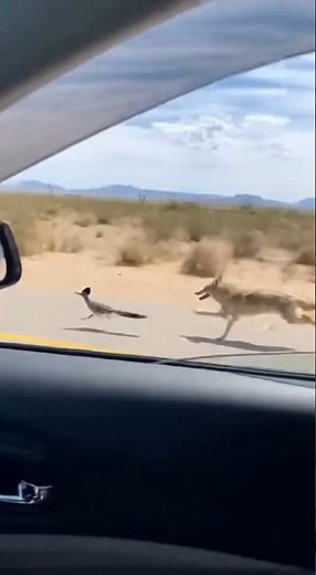 Real Road Runner Seen Outrunning a Coyote!#roadrunner #coyote #caughtoncam #wildlife #viral #crazy
