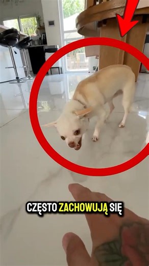 DLACZEGO MAŁE PSY SĄ AGRESYWNE?! 👿🐕 #shorts