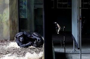 WATCH | Chimps go wild for Zoom at Czech zoo