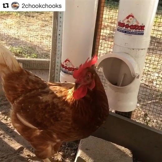 Watch Dine-A-Chook Poultry Feeder Chicken Eating on Amazon Live