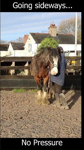 Teaching my Shire horse to move sideways with no force #equestrianjourney